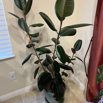 Plant and pot