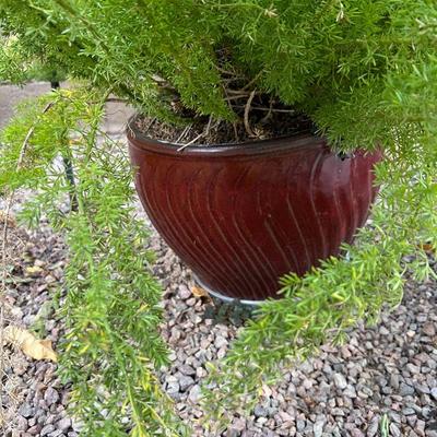 Potted Fern
