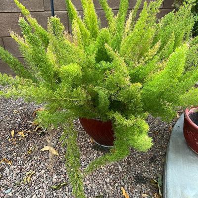 Potted Fern