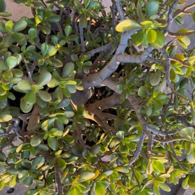 Large Jade Plant