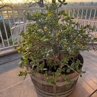 Large Jade Plant