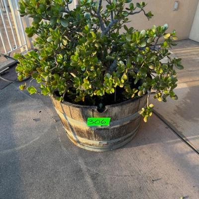 Large Jade Plant