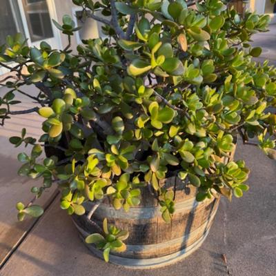 Large Jade Plant