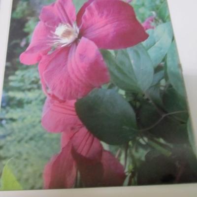 7" x 9 3/4" Unframed Flower Prints Under Glass