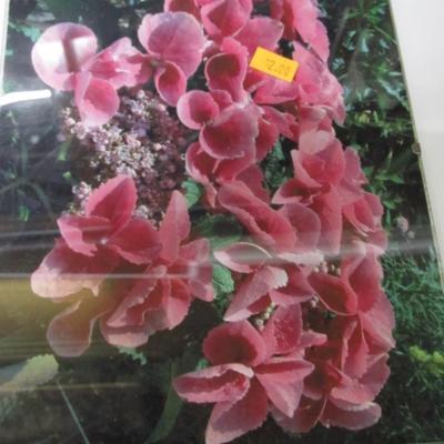 7" x 9 3/4" Unframed Flower Prints Under Glass