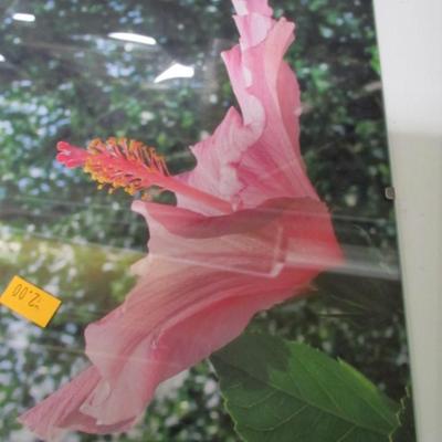 7" x 9 3/4" Unframed Flower Prints Under Glass