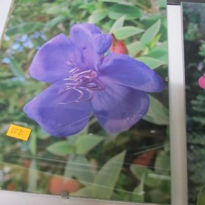 7" x 9 3/4" Unframed Flower Prints Under Glass