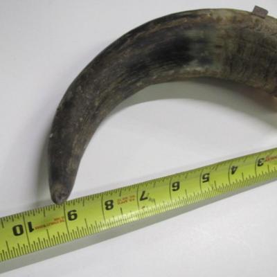 Vintage Animal Horn