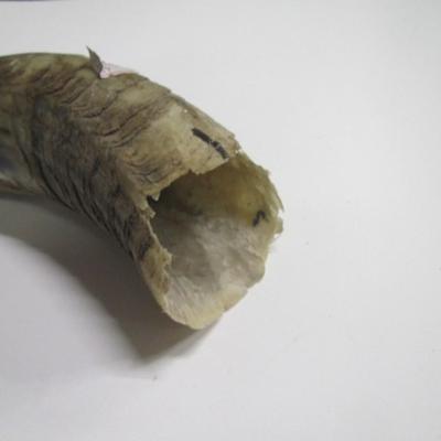 Vintage Animal Horn