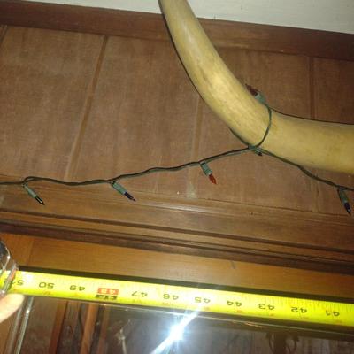 Mounted Bull Horns- Approx 47" in Diameter