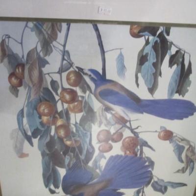 Framed Bird Prints & Framed Safari Vista I/II Palm Tree Prints