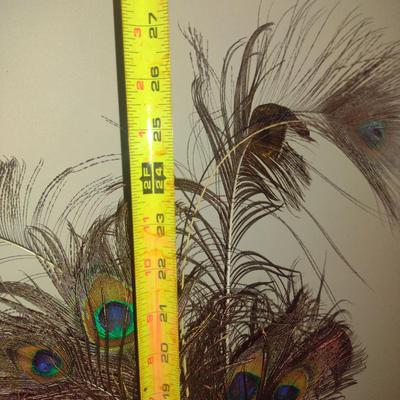 Collection of Peacock Feathers with Glass Bottle Vase
