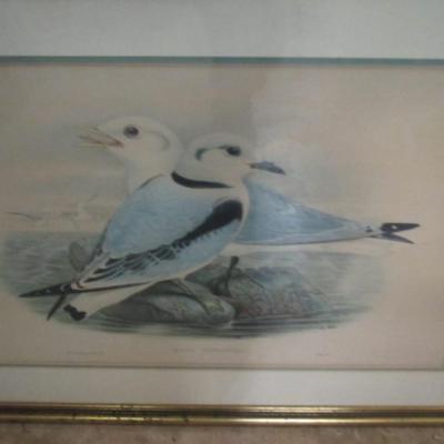 28 1/2" x 22 1/2" Rissa Tridactyla. Kittiwake. Black-legged Kittiwake from "The Birds of Great Britain". Print