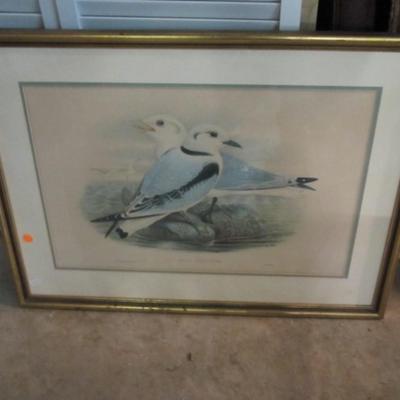 28 1/2" x 22 1/2" Rissa Tridactyla. Kittiwake. Black-legged Kittiwake from "The Birds of Great Britain". Print