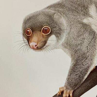 LOT 73: Signed and Numbered Marsupials of Australia Oversized Book by M. J. Smith and R. Woodford Ganf