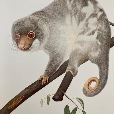 LOT 73: Signed and Numbered Marsupials of Australia Oversized Book by M. J. Smith and R. Woodford Ganf