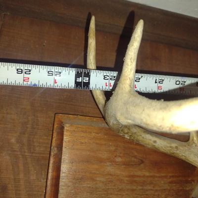 Pair of Mounted Deer Antlers- Approx 24" Wide