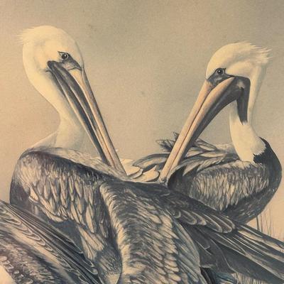 Framed Pelican Art Work