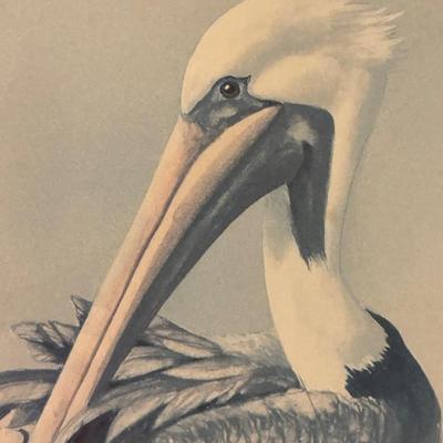 Framed Pelican Art Work