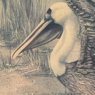 Framed Pelican Art Work