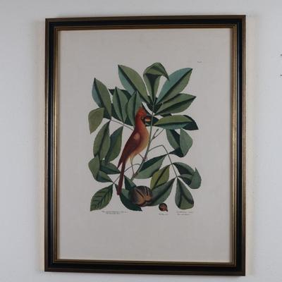 Framed Print "The Red Bird" The Pig Nut The Hickory Tree