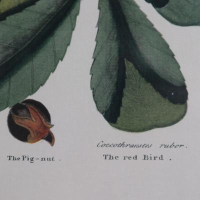 Framed Print "The Red Bird" The Pig Nut The Hickory Tree