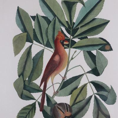 Framed Print "The Red Bird" The Pig Nut The Hickory Tree