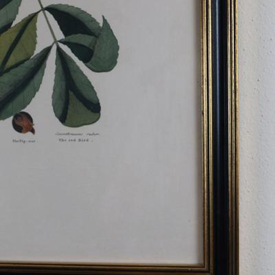Framed Print "The Red Bird" The Pig Nut The Hickory Tree