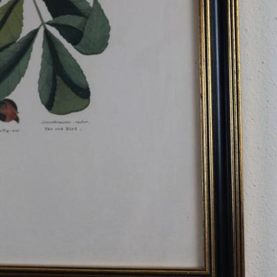 Framed Print "The Red Bird" The Pig Nut The Hickory Tree