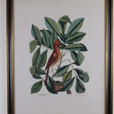 Framed Print "The Red Bird" The Pig Nut The Hickory Tree
