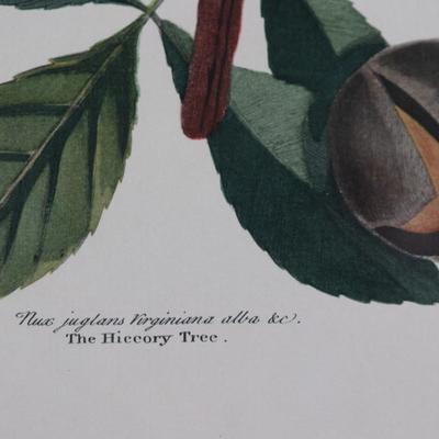 Framed Print "The Red Bird" The Pig Nut The Hickory Tree