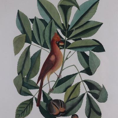 Framed Print "The Red Bird" The Pig Nut The Hickory Tree