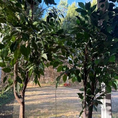 Lot of 2 Tall House Plants (Faux)