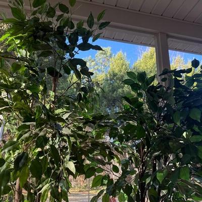 Lot of 2 Tall House Plants (Faux)
