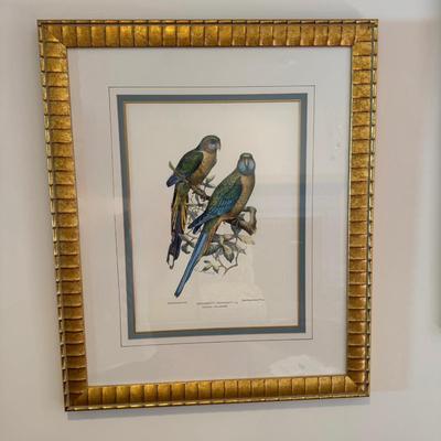 330 Hand Colored Barraband's Parrakeet Print