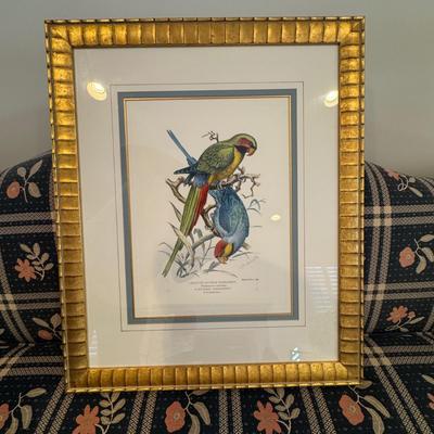 331 Hand Colored Blyths Nicobar Parrakeet Print