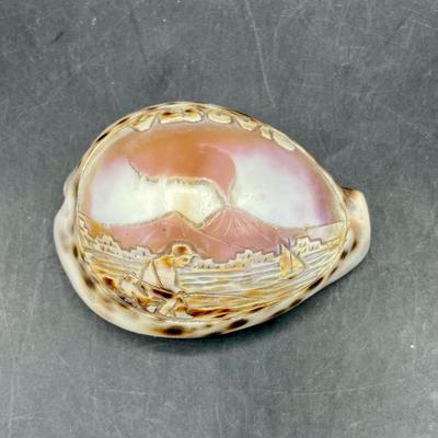 Tiger Cowrie Seashell Shell Carved Etched Vesuvius Volcano Italy