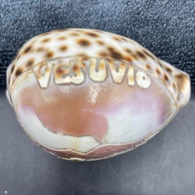 Tiger Cowrie Seashell Shell Carved Etched Vesuvius Volcano Italy