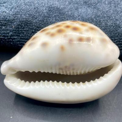 Tiger Cowrie Seashell Shell Carved Etched Vesuvius Volcano Italy