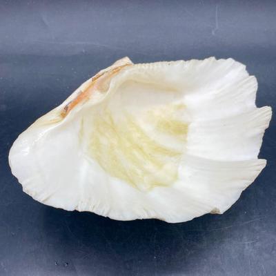 Clam Shell Half