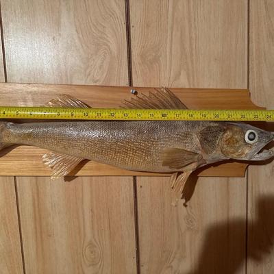 Mounted 26” Walleye