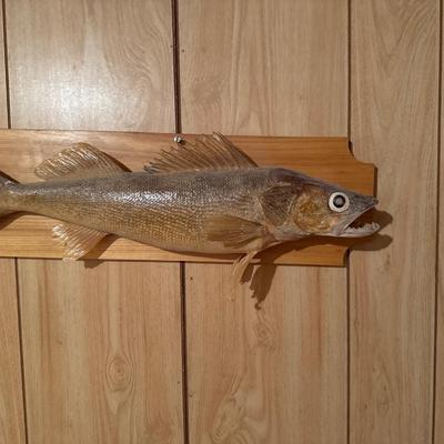 Mounted 26” Walleye