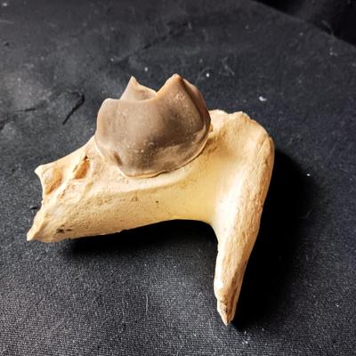 ROCKHOUND ARTIFACT FINDS