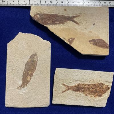Fish Fossils
