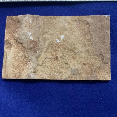 Fossil fish