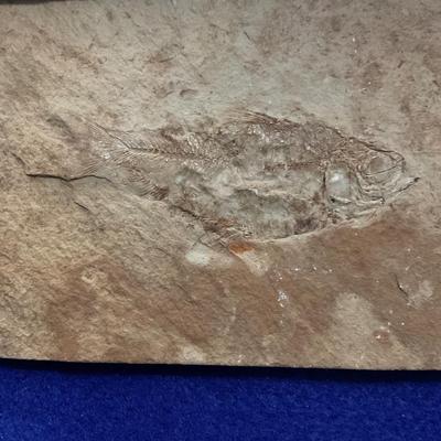 Fossil fish