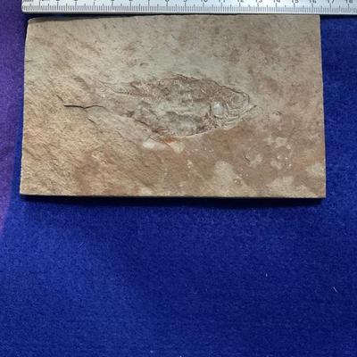 Fossil fish