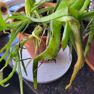Aloe Vera plant