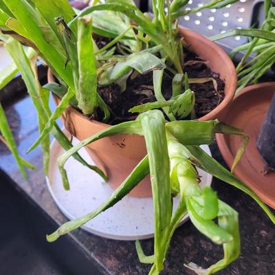 Aloe Vera plant