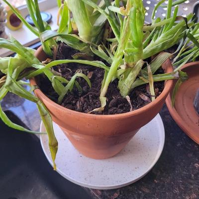 Aloe Vera plant